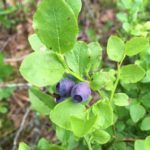 Nuuksio national park Blueberries