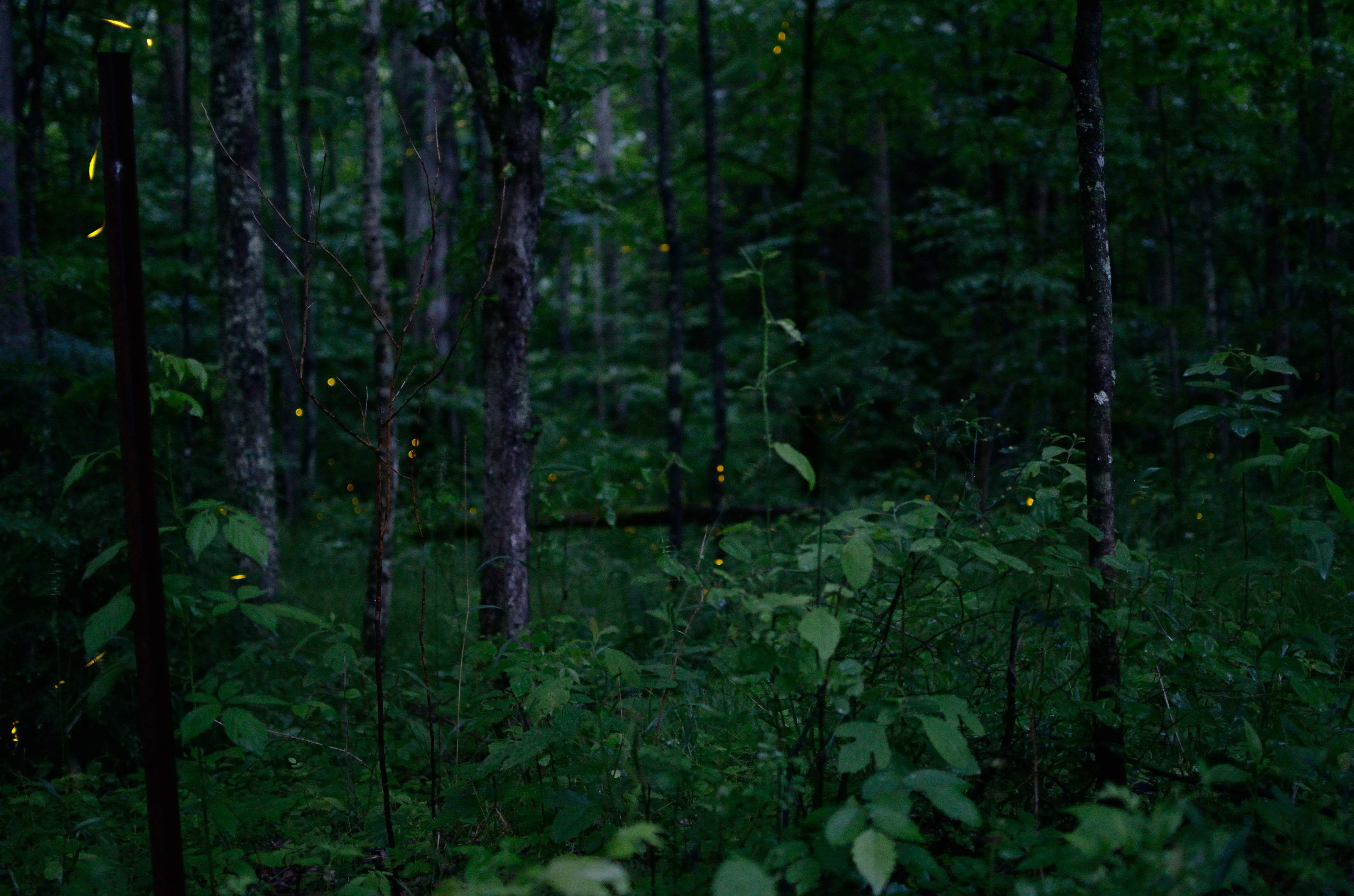 Synchronous Fireflies in Great Smoky National Park