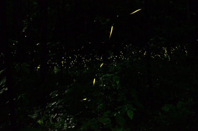 Synchronous Fireflies in Great Smoky National Park