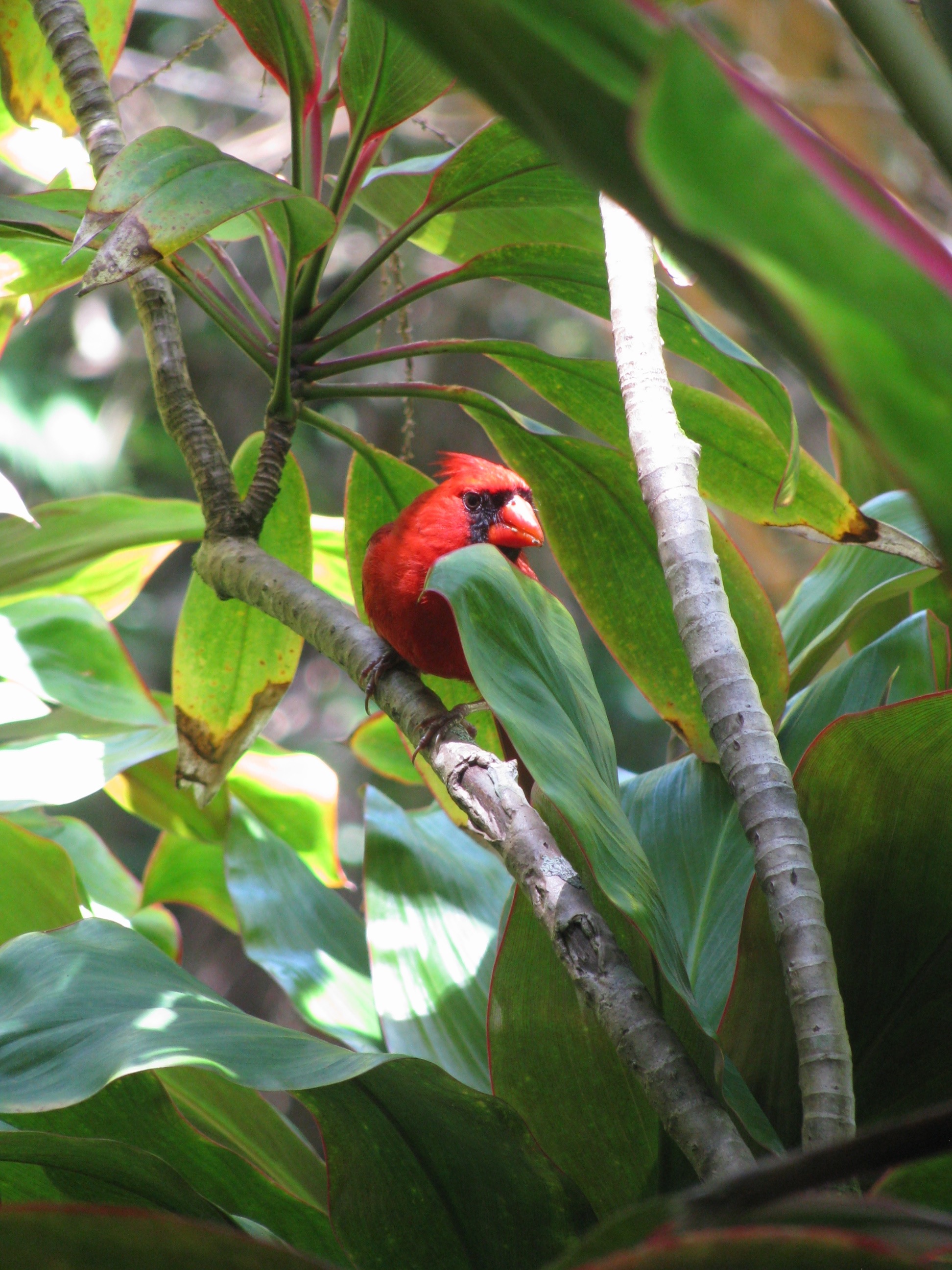 Hawaii tropical botanical garden bird