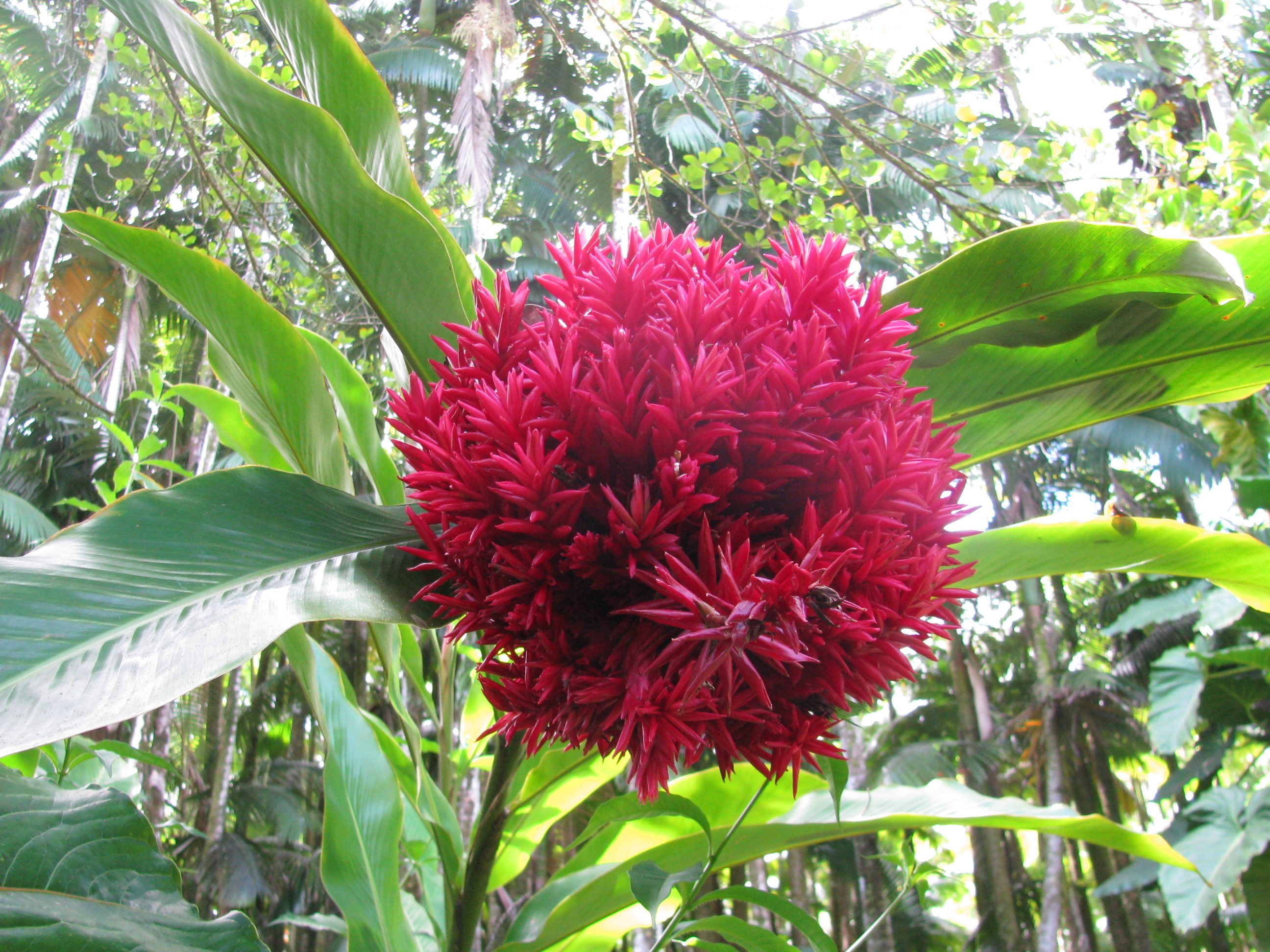 Hawaii tropical botanical garden Flowers