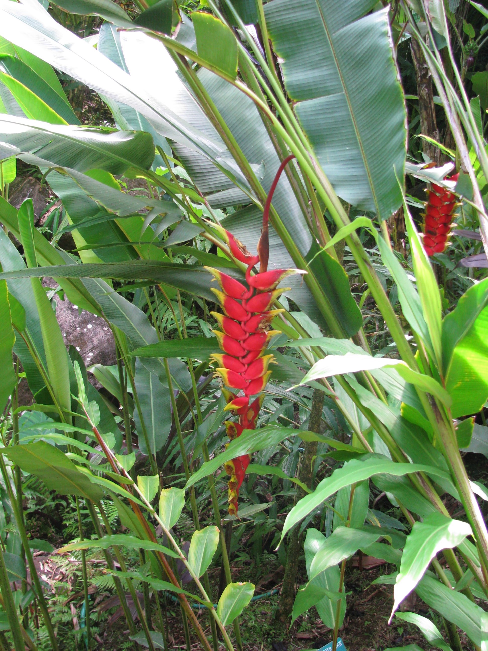 Hawaii tropical botanical garden Flowers