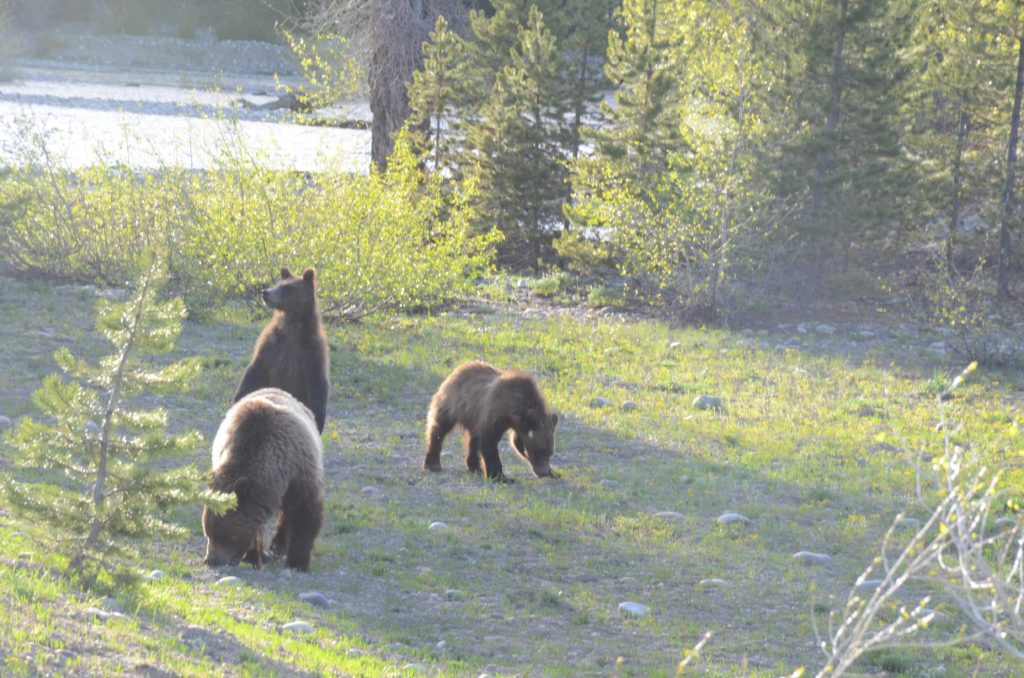 yellowstone animals three bear