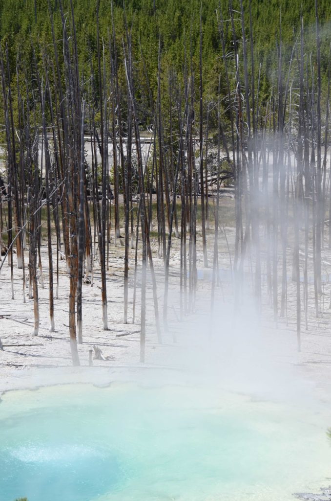 yellowstone cistern spring in Norris Geyser Basin