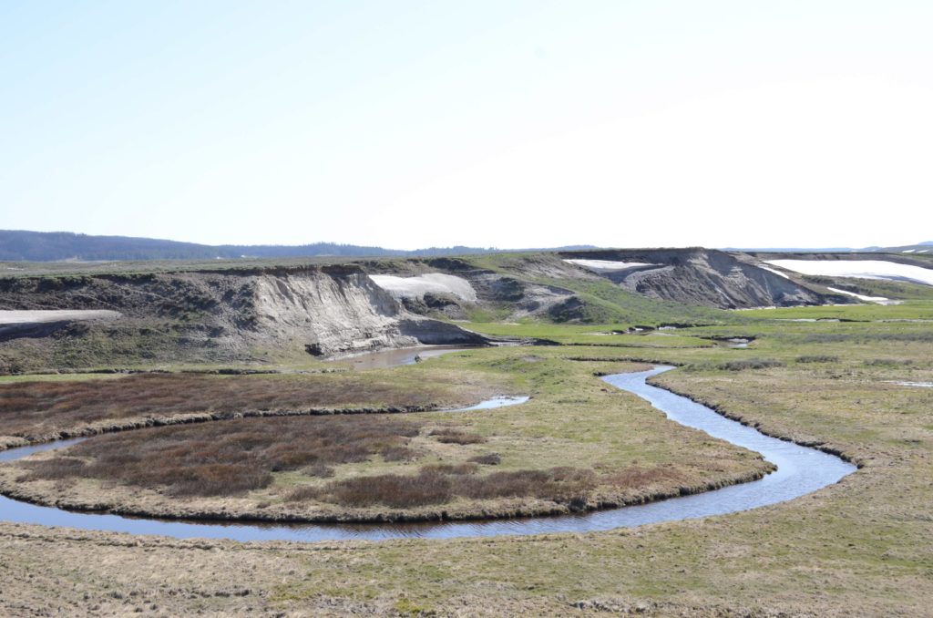 yellowstone grass land