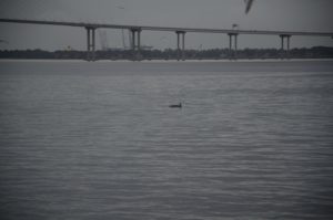 チャールストン海岸のイルカ